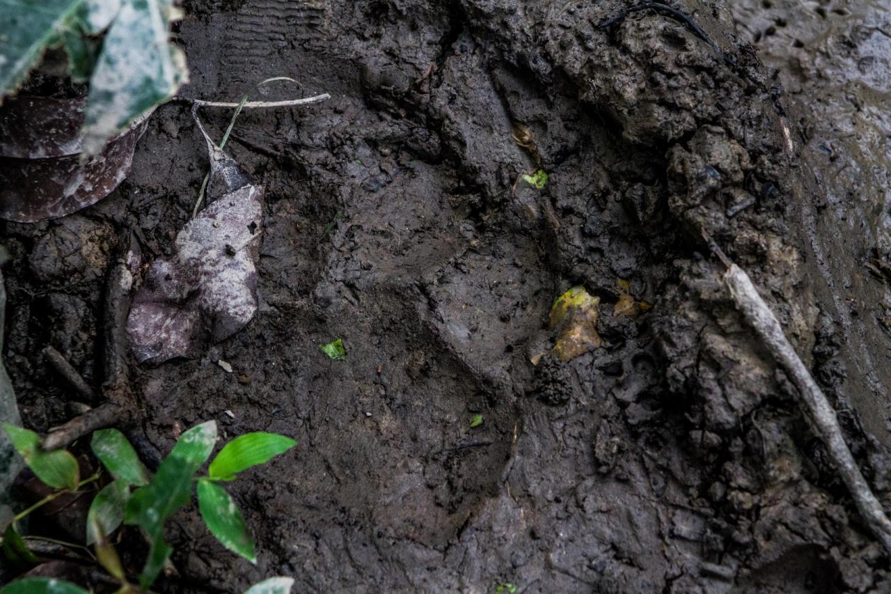 Day 2-2 Bengal tiger footprint