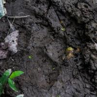 Day 2-2 Bengal tiger footprint