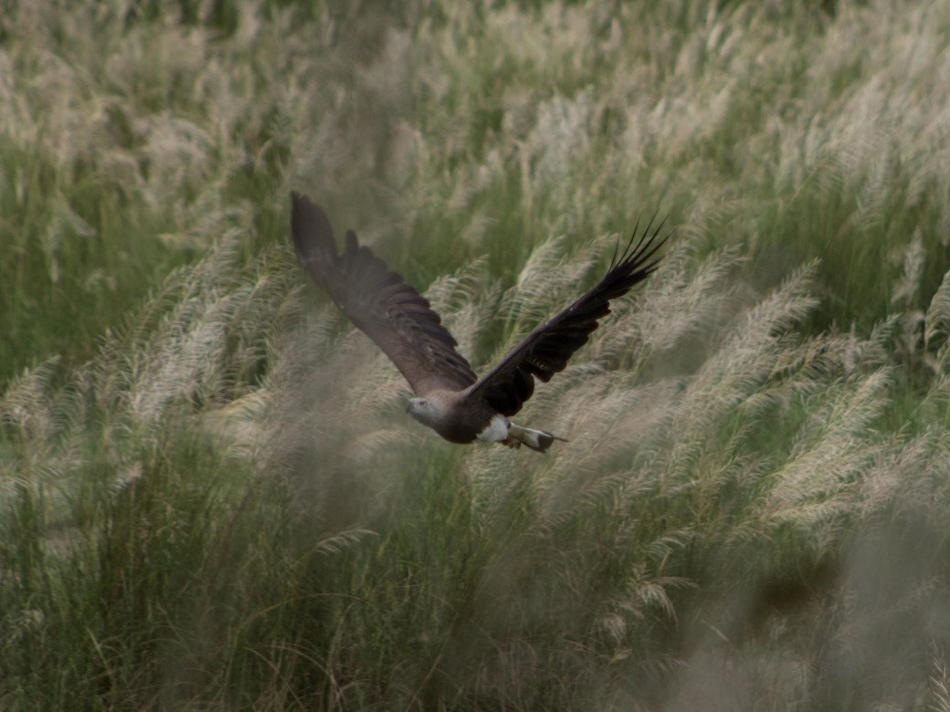 Day 2-2 Grey headed fish eagle