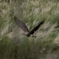 Day 2-2 Grey headed fish eagle