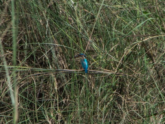 Day 3 -1 Bird Kingfisher