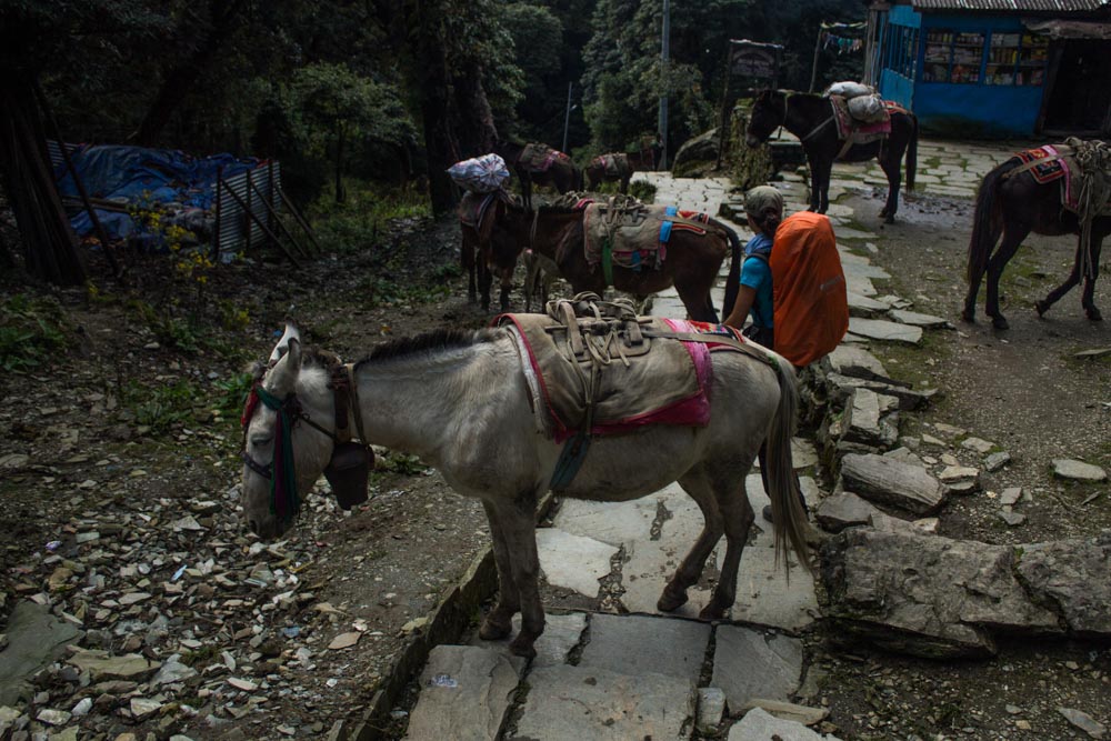 Day 4 - 3 Mules in Ghorepani-43