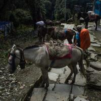 Day 4 - 3 Mules in Ghorepani-43