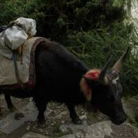 Day 4 First Yak