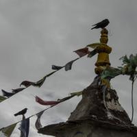 Day 6-2 Stupa and crow