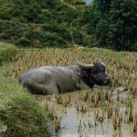 Trekking Sapa