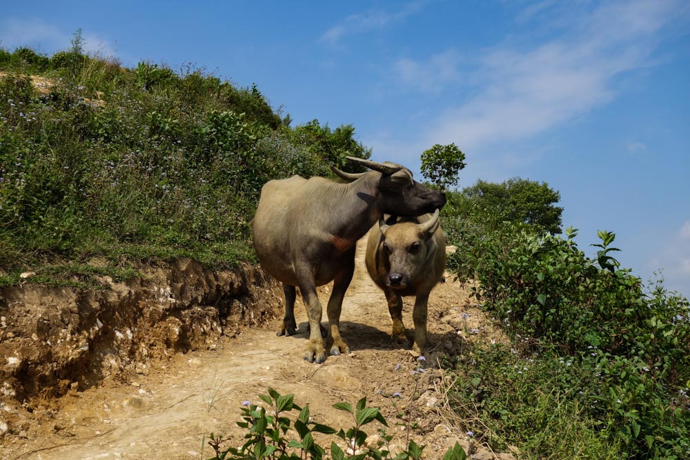 Trekking Sapa