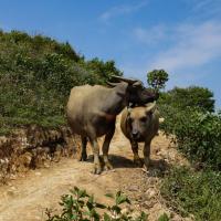 Trekking Sapa