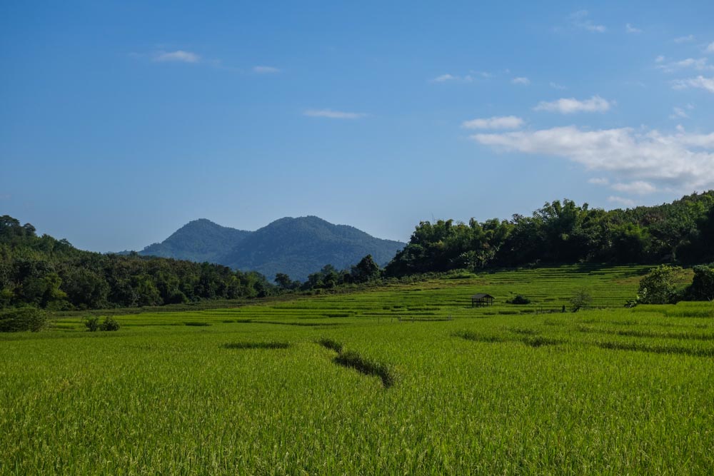 Rice fields on the way to Kuang Si Waterfalls