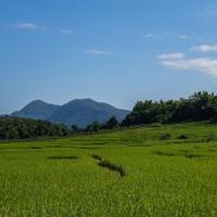 Rice fields on the way to Kuang Si Waterfalls