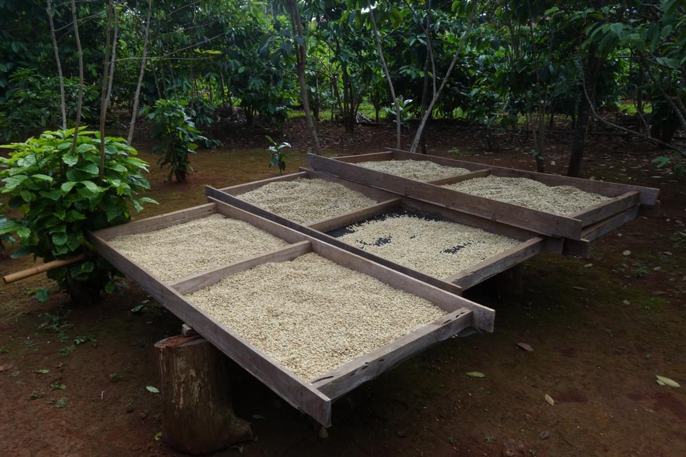 Coffee beans drying at Mr Vieng plantation