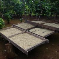 Coffee beans drying at Mr Vieng plantation