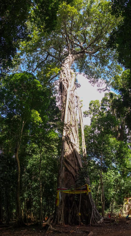 Big tree near Tad Lo