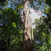 Big tree near Tad Lo