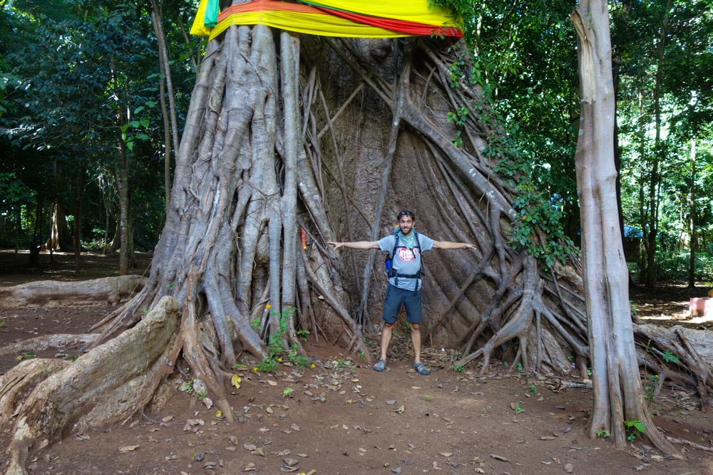 A very big tree indeed!!!