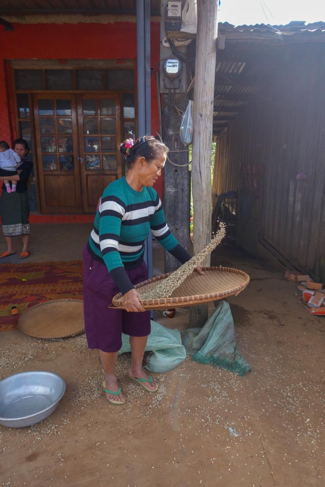 Old lady sorting young coffee beans