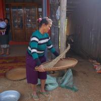 Old lady sorting young coffee beans