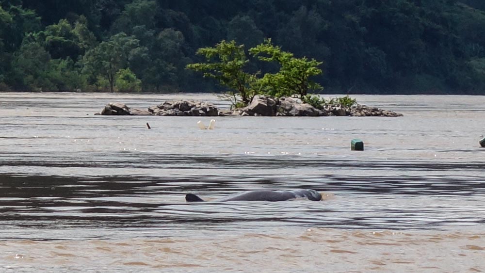 Irrawaddy dolphins