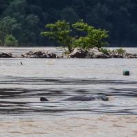 Irrawaddy dolphins