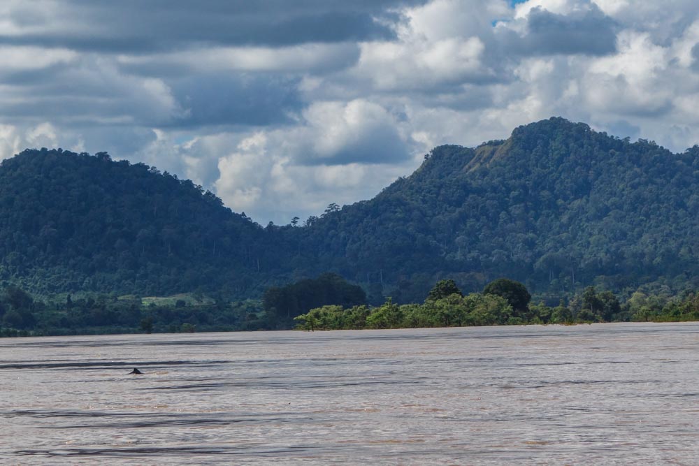 Irrawaddy dolphins