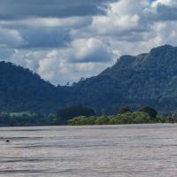 Irrawaddy dolphins