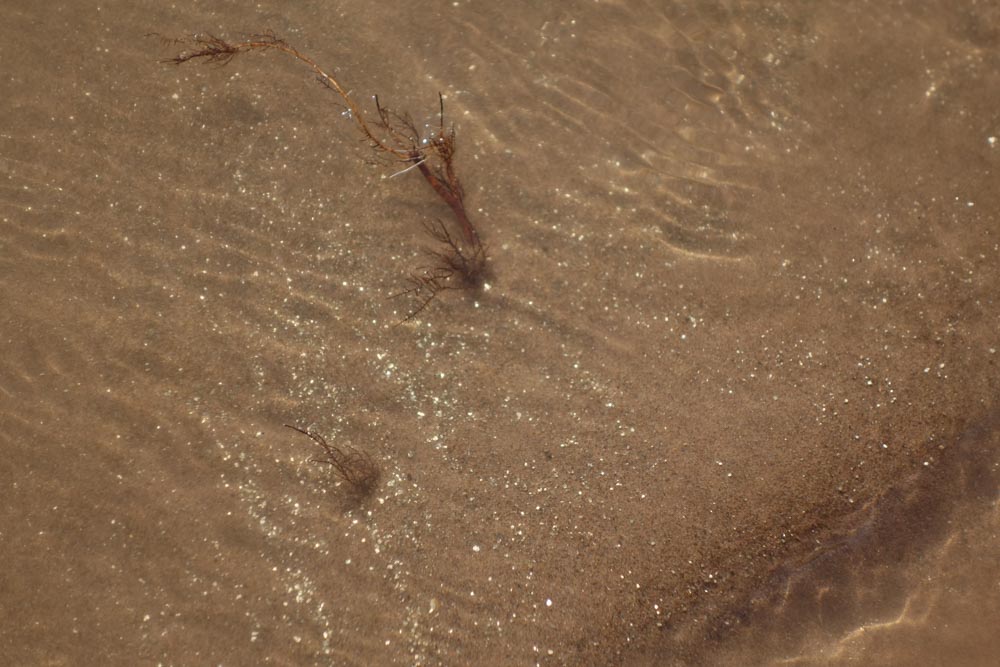 Gold glitter in the Mekong