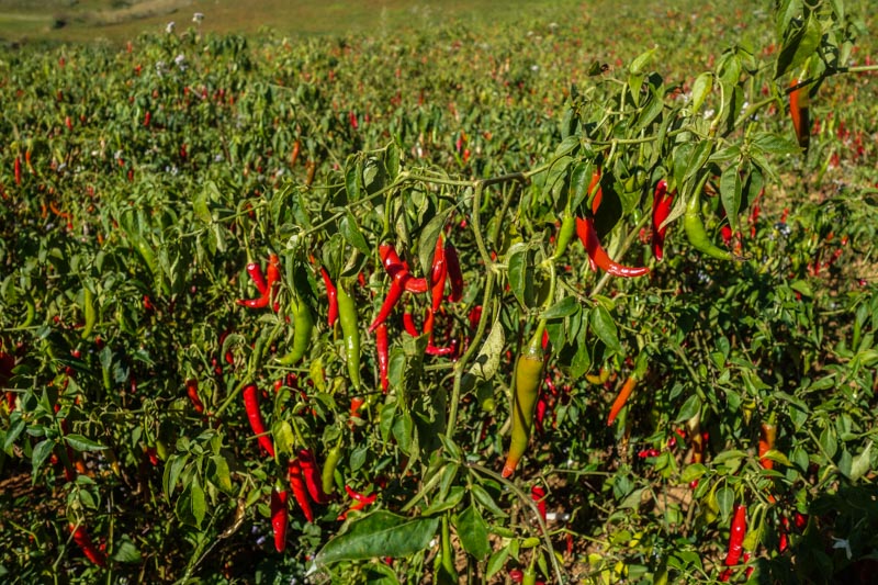 Chili field