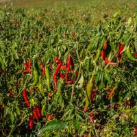 Chili field