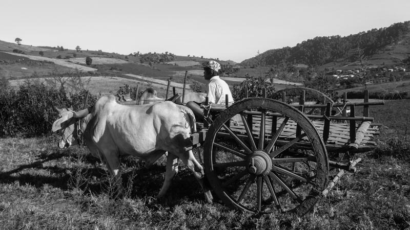 Local farmers