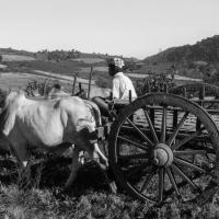 Local farmers