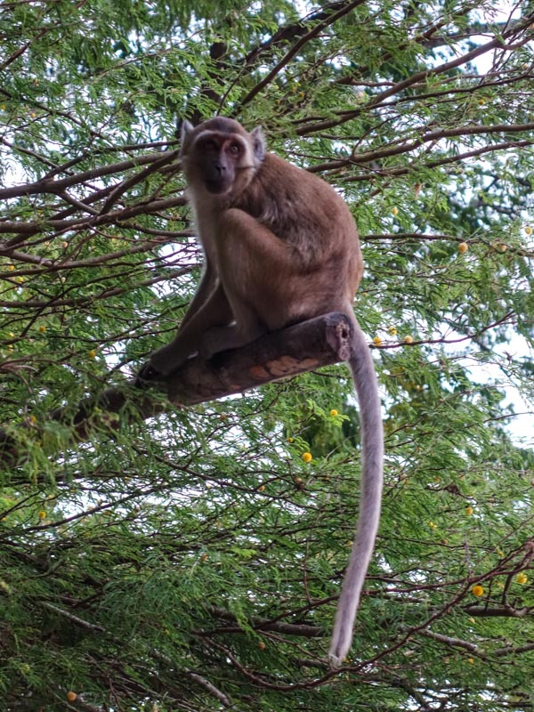 Monkey outside Yathaypyan cave