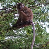 Monkey outside Yathaypyan cave