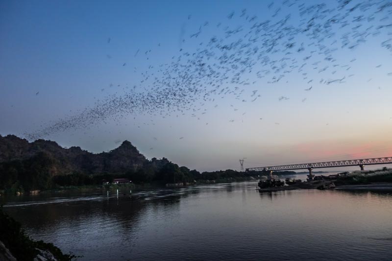 Bats flight in the Hpa an sky