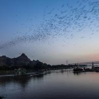 Bats flight in the Hpa an sky