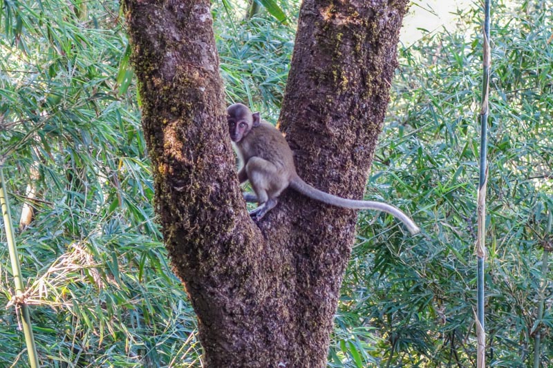 Monkey at  Zwegabin monastery