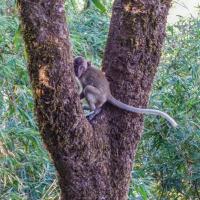 Monkey at  Zwegabin monastery