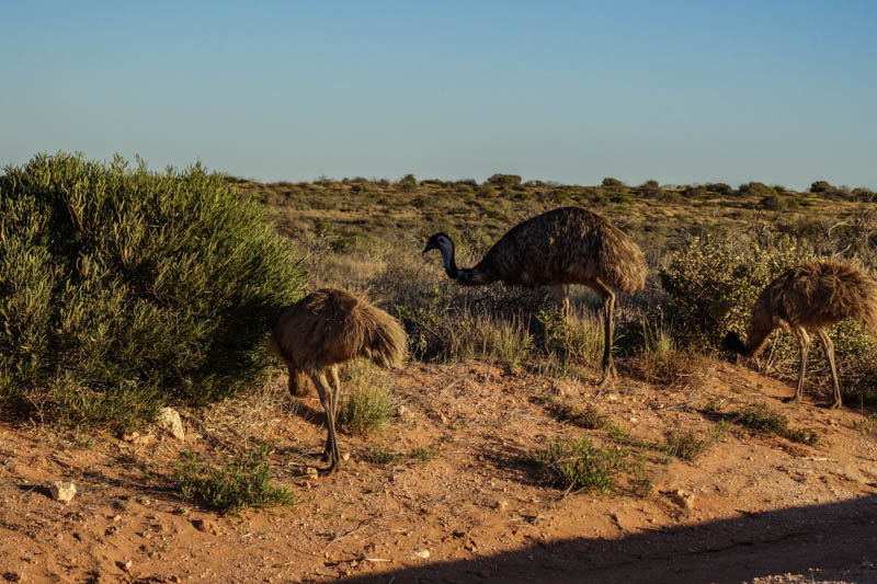 Ostriches