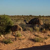 Ostriches