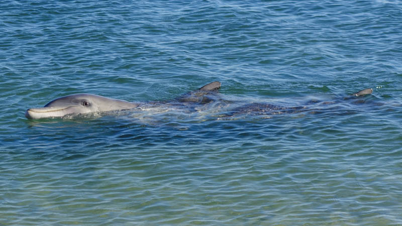 Dolphins in Monkey Mia