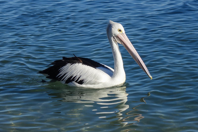 Pelican in Monkey Mia