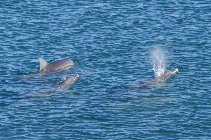 Dolphins in Monkey Mia