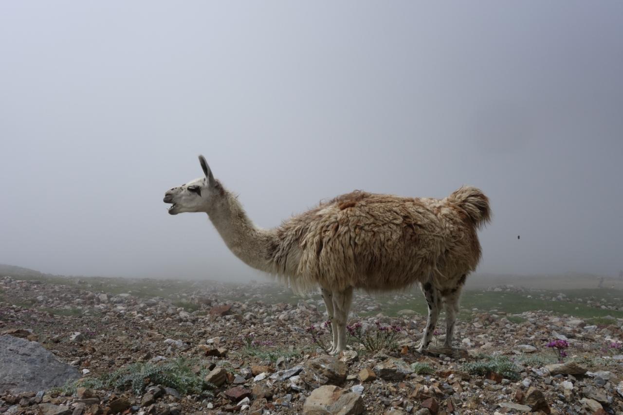 Lama at Pic du Midi