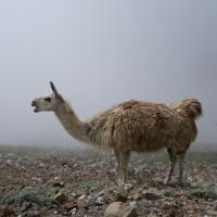 Lama at Pic du Midi