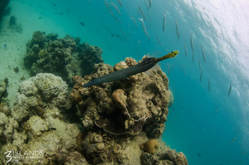 Snorkelling at Ningaloo Reef