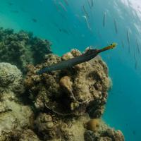 Snorkelling at Ningaloo Reef