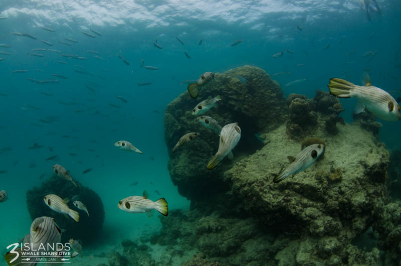 Snorkelling at Ningaloo Reef