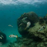 Snorkelling at Ningaloo Reef