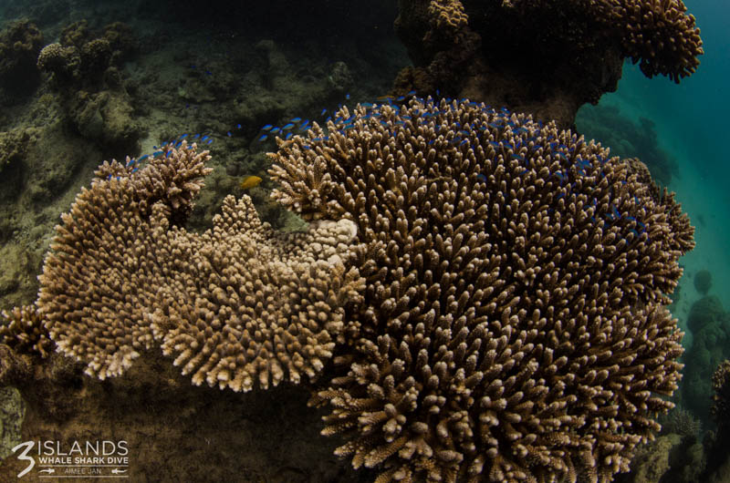 Ningaloo Reef