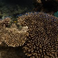 Ningaloo Reef