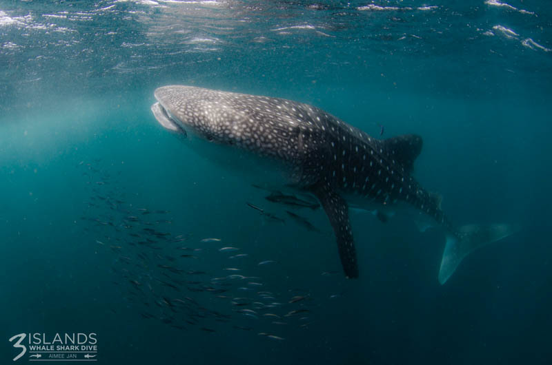 Whale shark (8m)